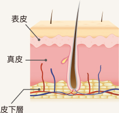 健康な肌